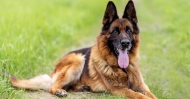 Expenses Of Your New German ShepherdExpenses Of Your New German Shepherd